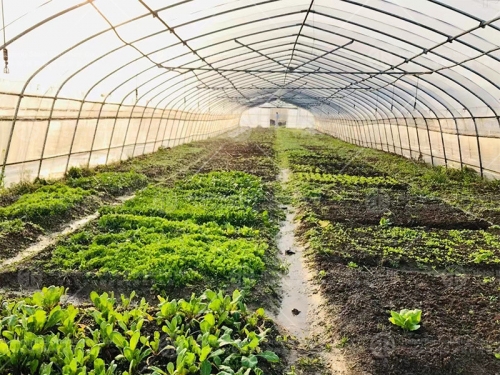 Agricultural tunnel greenhouse arch roof greenhouse include systems