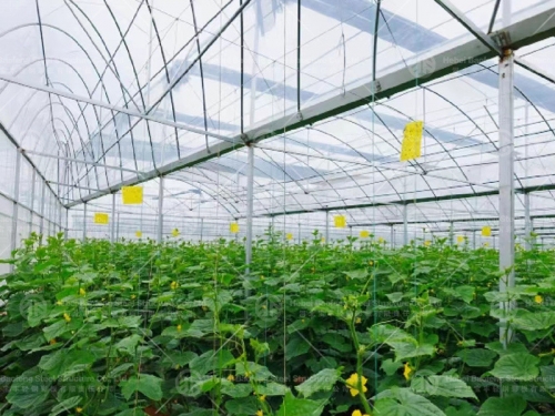 Greenhouse manufacture