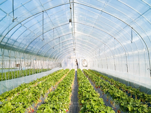 Greenhouse manufacture