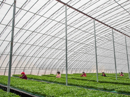 Greenhouse manufacture