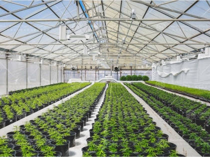 Greenhouse manufacture