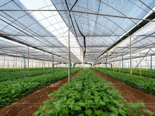 Greenhouse manufacture