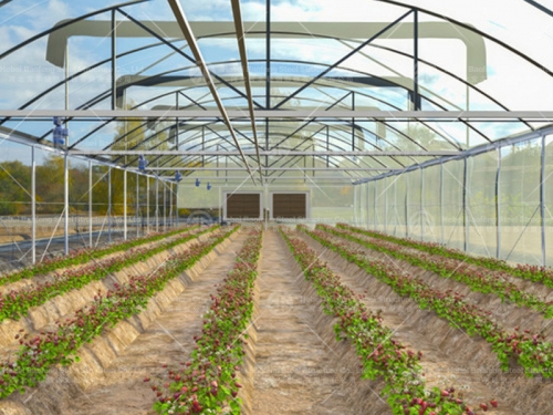 Poly tunnel Galvanized Steel Frame Greenhouse