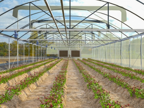 Greenhouse manufacture