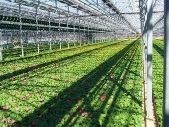 Greenhouse manufacture