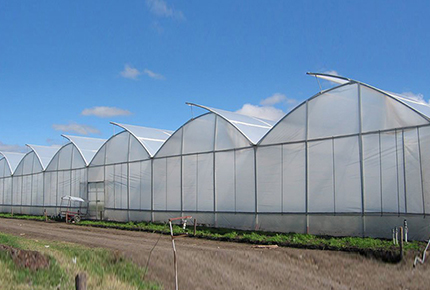 Multi Span Greenhouse