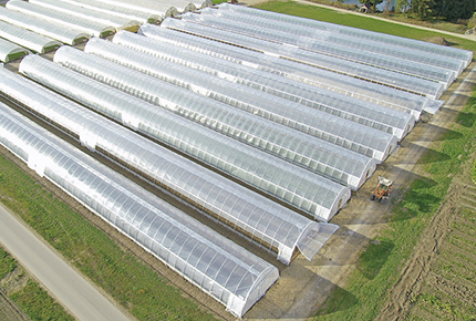 Single Span Greenhouse