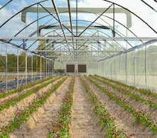 Russia's greenhouse vegetable exports have increased significantly, helping to diversify the agricultural economy