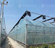 Four-season harvest in greenhouses: technology helps rural revitalization in a new chapter