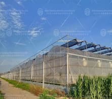 New Breakthrough in Sino-Russian Agricultural Cooperation: Chinese Greenhouses Drive Growth in Russian Vegetable Exports