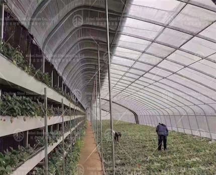 Multi-arch greenhouse export case: the successful transformation of strawberry cultivation in Chile