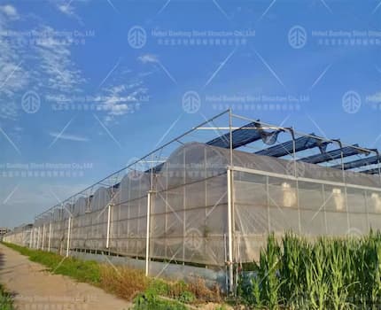 The successful application of greenhouse technology in the Netherlands