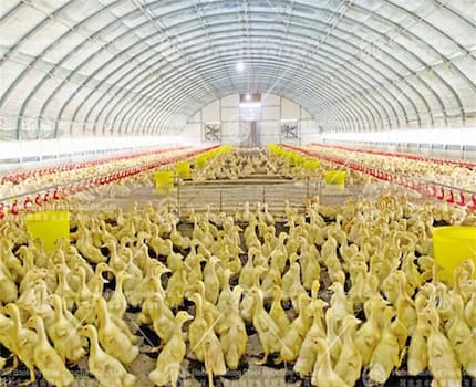 Case of greenhouse breeding sheds exported to the Philippines: Successfully developing the international market